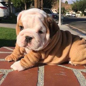 Meet your Posher, Marie